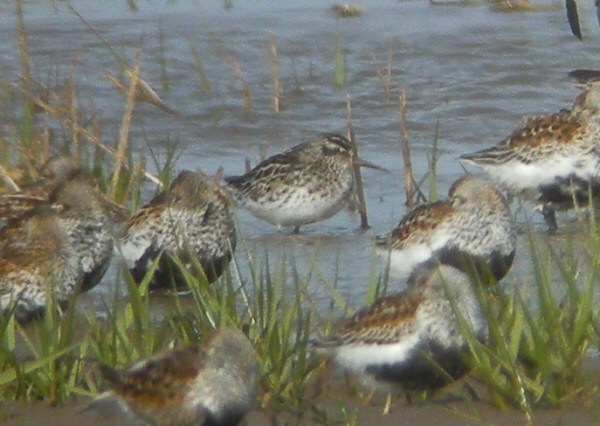 Broad-billed Sandpiper