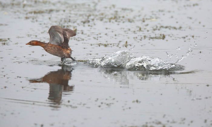 Little Grebe