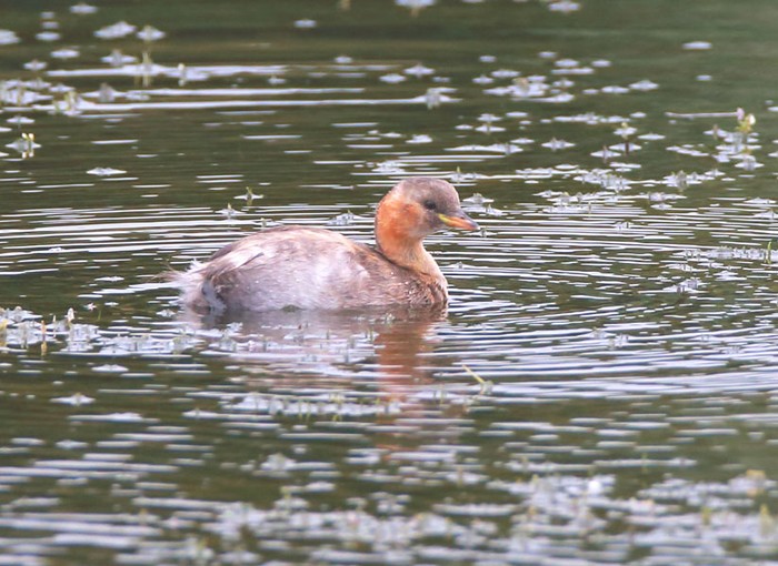Little Grebe