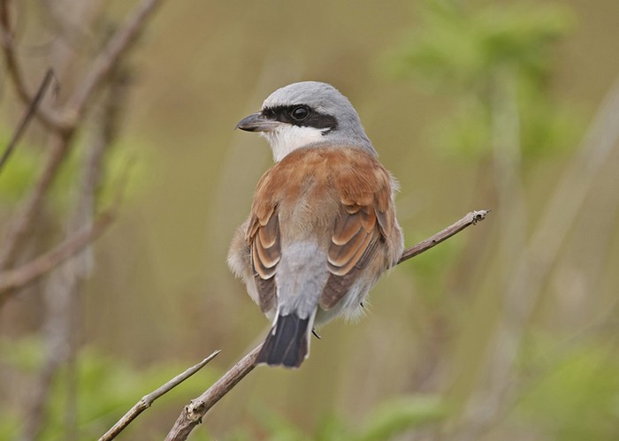 Red-backed Shrike