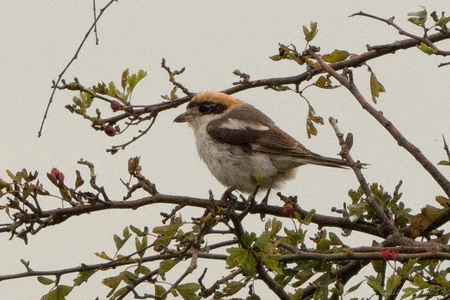 Woodchat Shrike