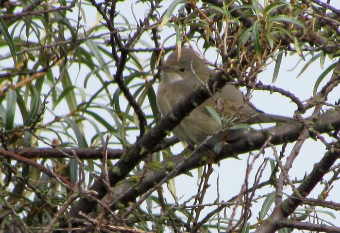 Eastern Subalpine Warbler