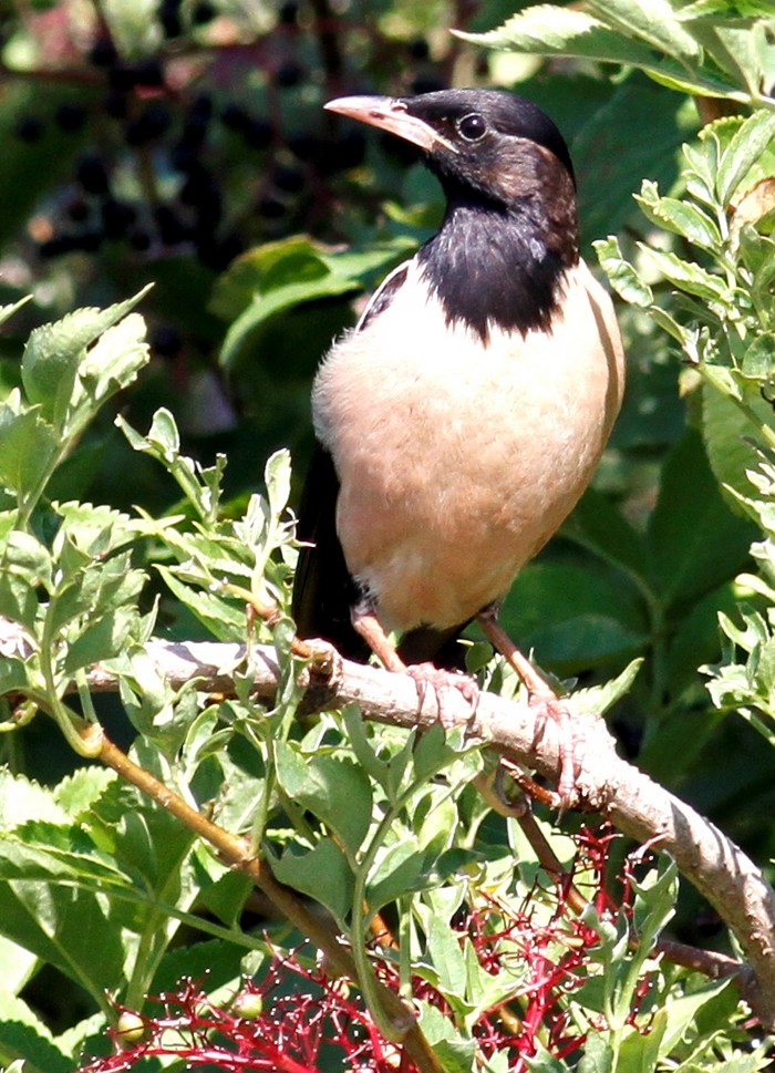 Rose-coloured Starling
