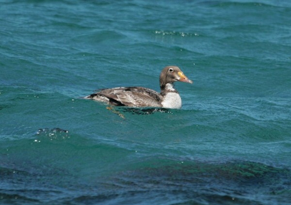 King Eider