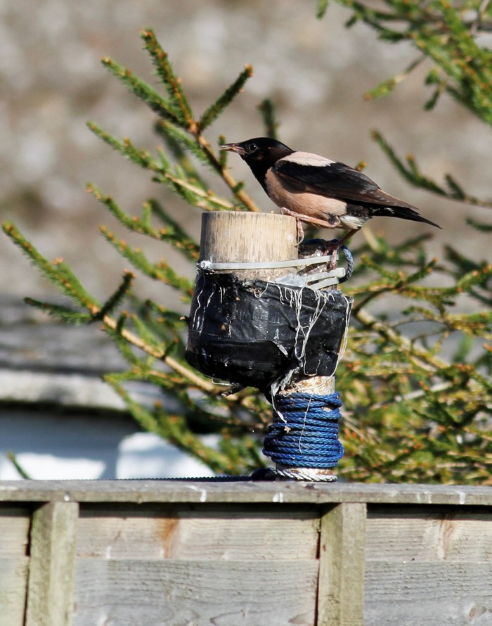 Rose-coloured Starling