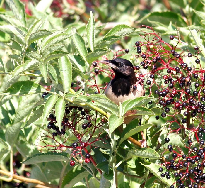Rose-coloured Starling