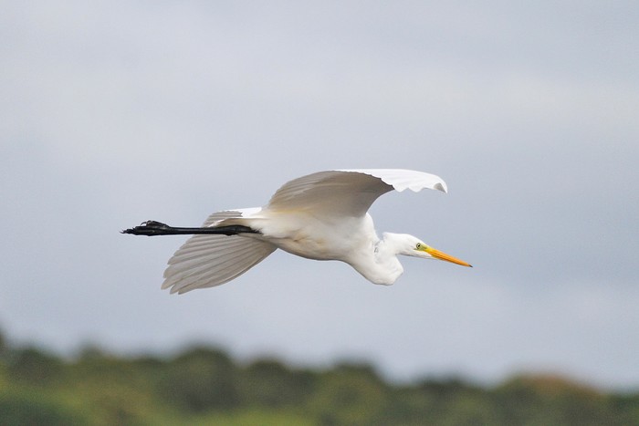 Great White Egret