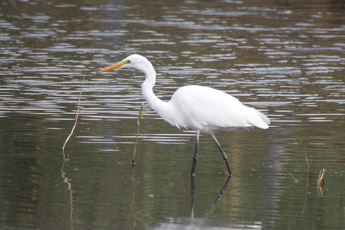 Great White Egret