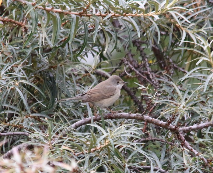 Eastern Subalpine Warbler