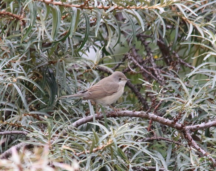 Eastern Subalpine Warbler