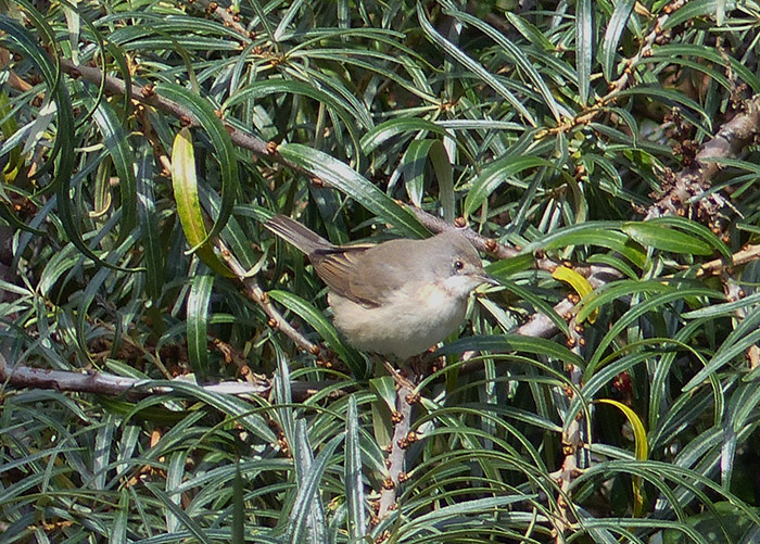 Eastern Subalpine Warbler