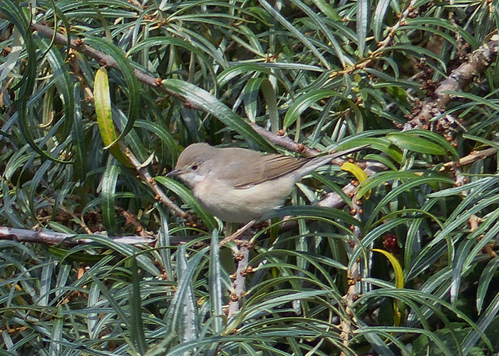 Eastern Subalpine Warbler