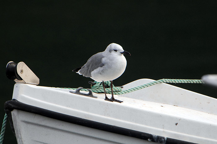 Laughing Gull