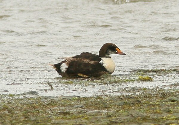 King Eider