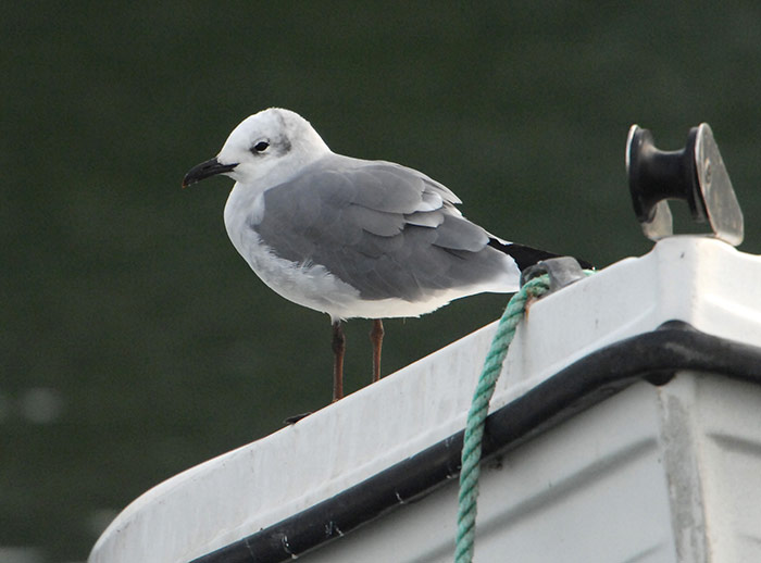 Laughing Gull