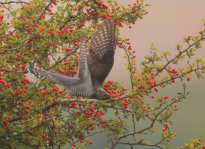 Cuckoo