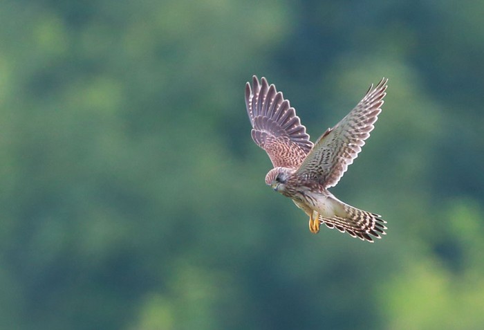 Kestrel