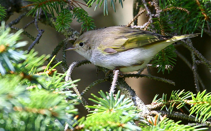 Western Bonelli's Warbler