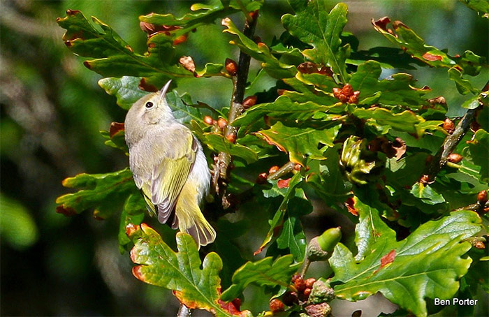 Western Bonelli's Warbler
