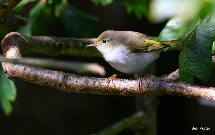 Western Bonelli's Warbler