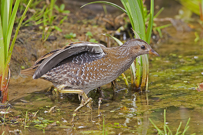 Spotted Crake