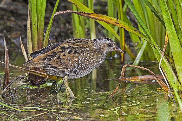 Spotted Crake