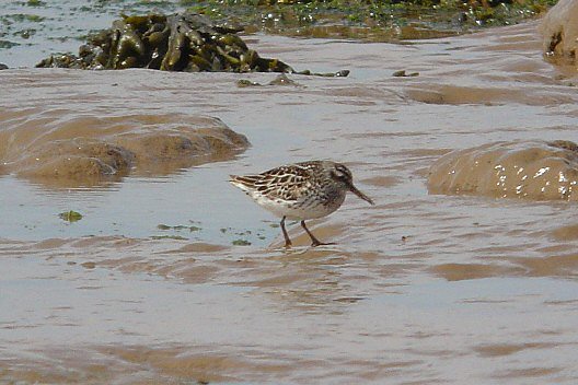 Broad-billed Sandpiper