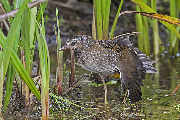 Spotted Crake