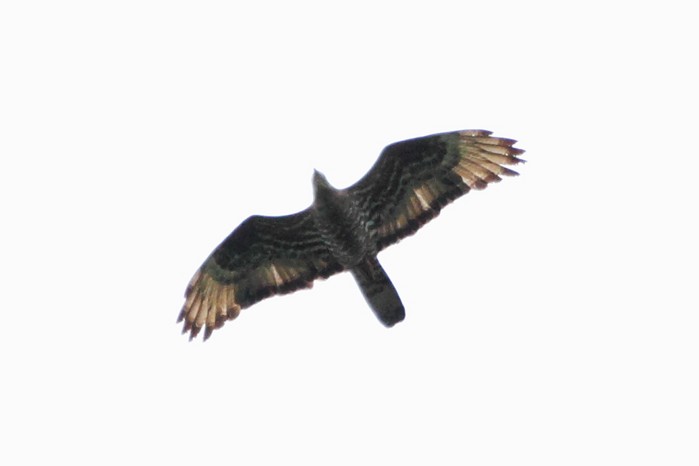 Honey Buzzard