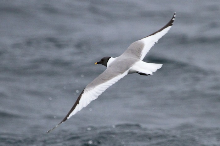Sabine's Gull