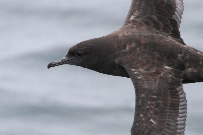 Sooty Shearwater