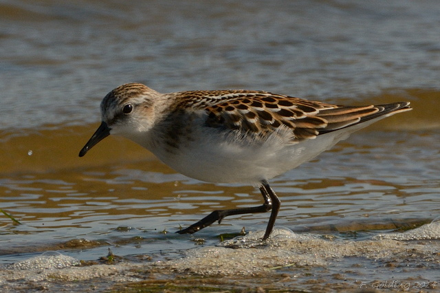 Little Stint