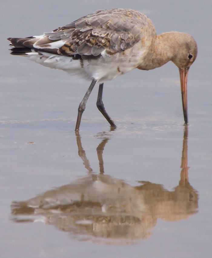 Black-tailed Godwit