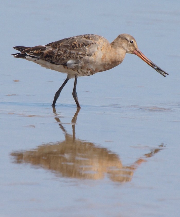 Black-tailed Godwit