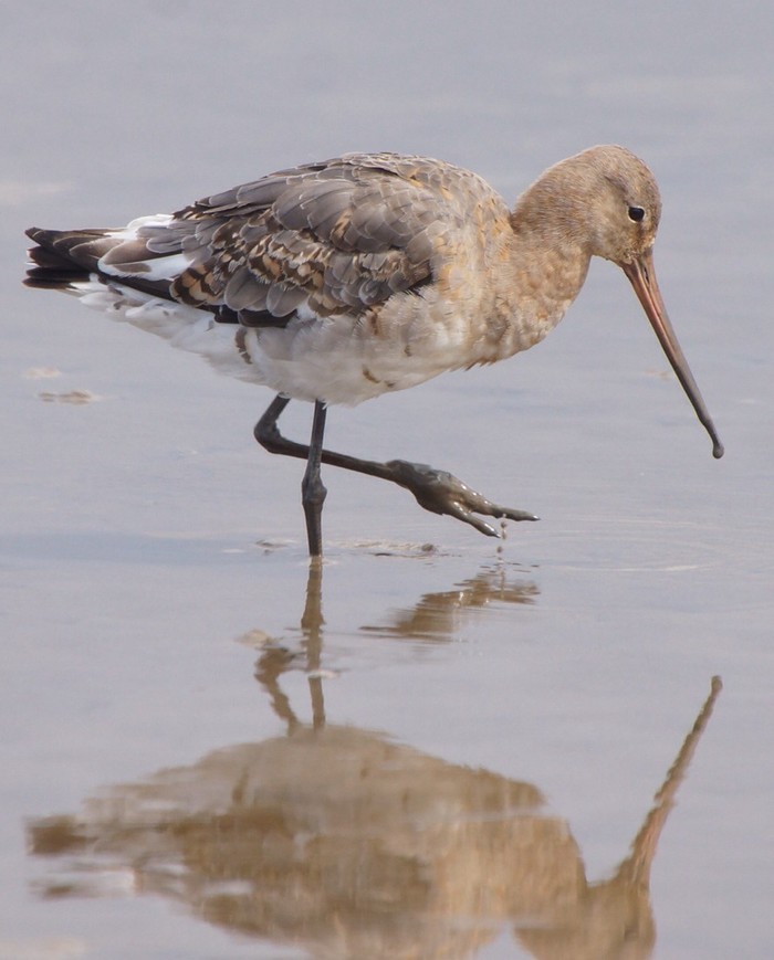 Black-tailed Godwit