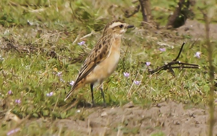 Whinchat