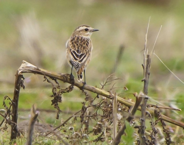 Whinchat