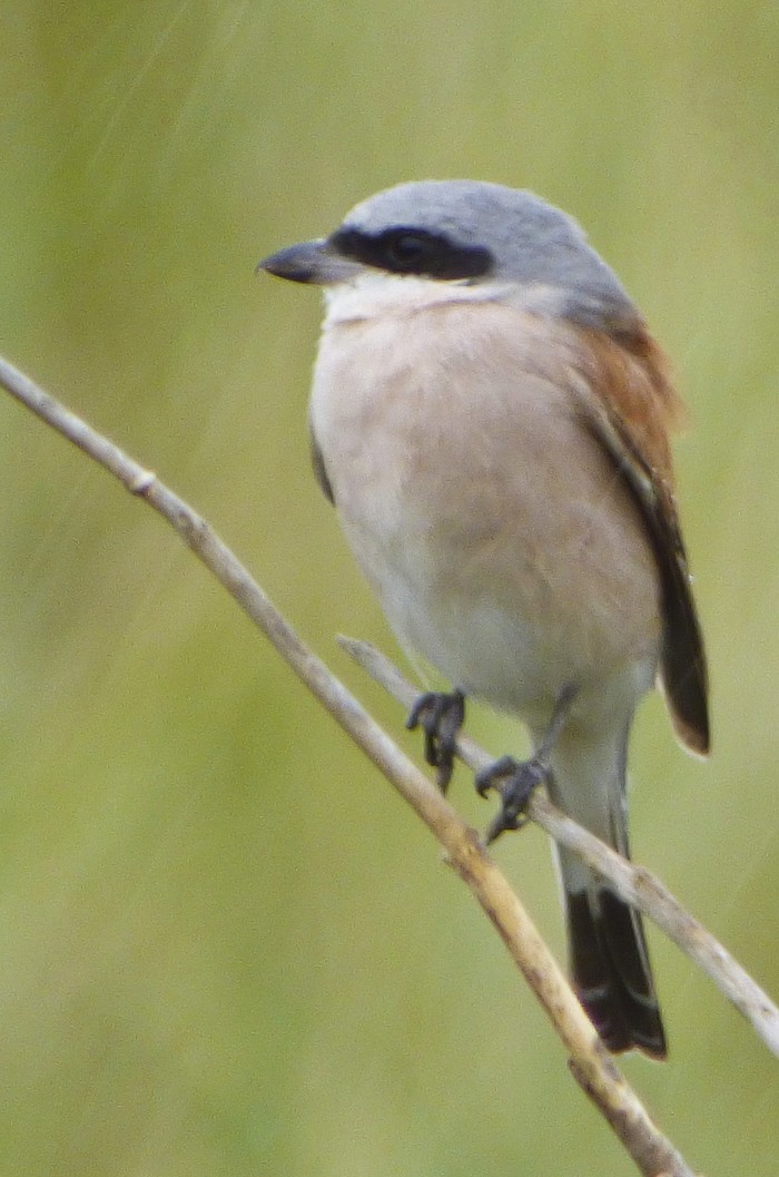 Red-backed Shrike