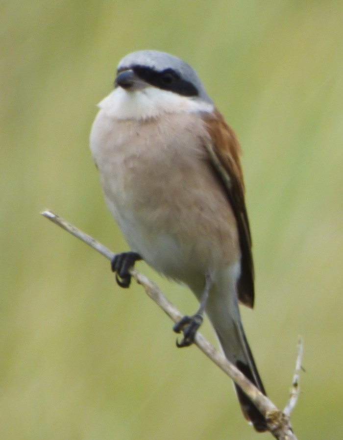 Red-backed Shrike