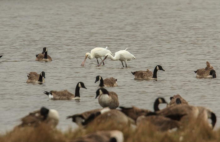 Spoonbill