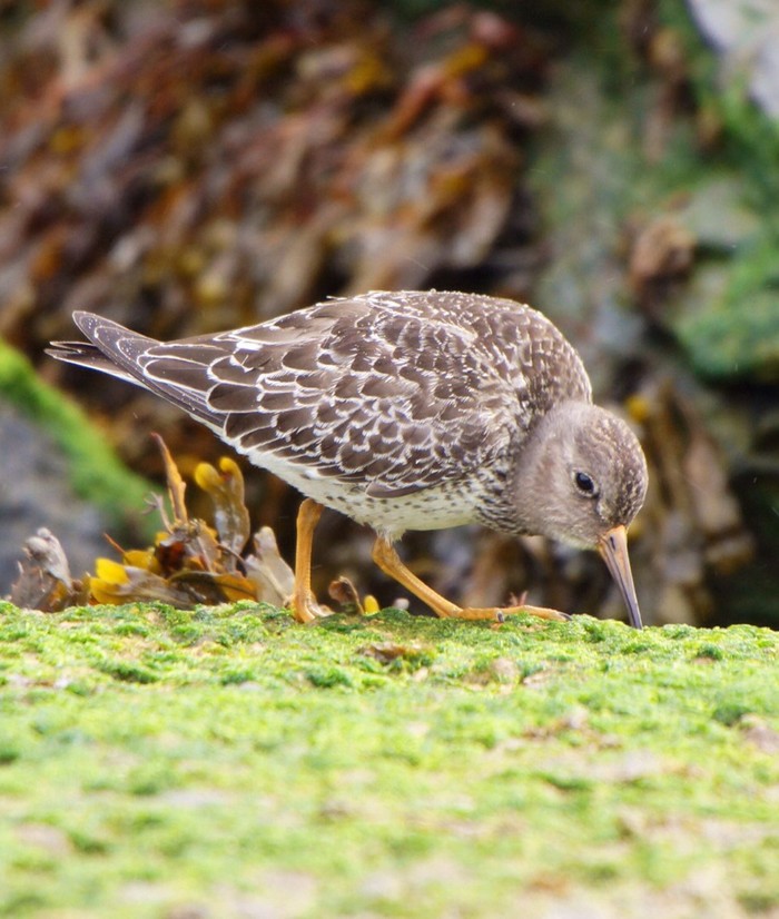 Purple Sandpiper