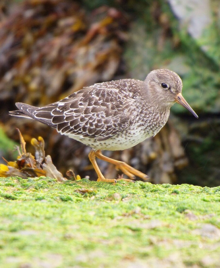 Purple Sandpiper