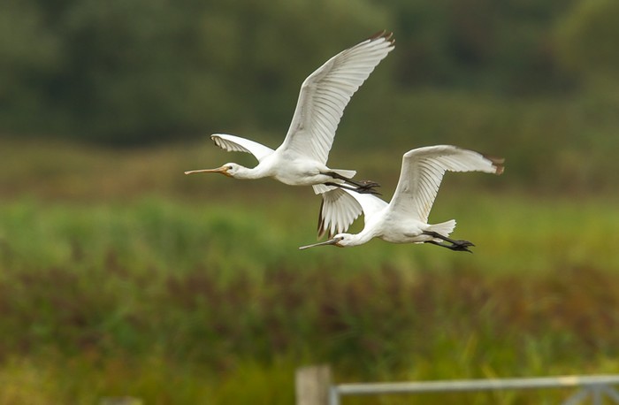 Spoonbill