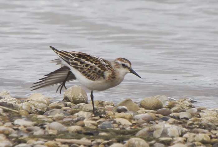 Little Stint