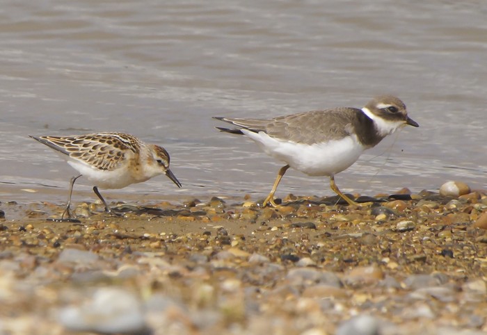 Little Stint
