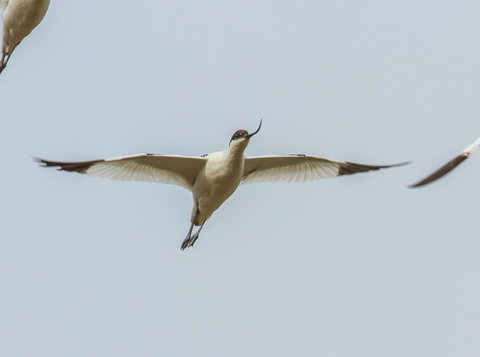 Avocet