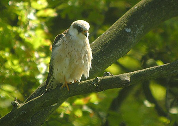 Red-footed Falcon