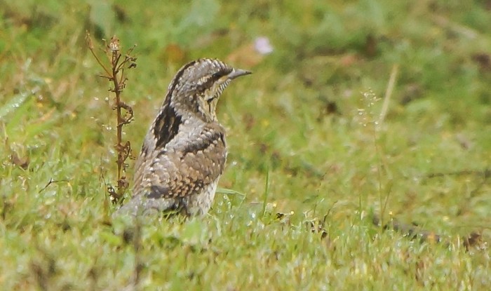 Wryneck