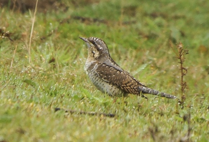 Wryneck