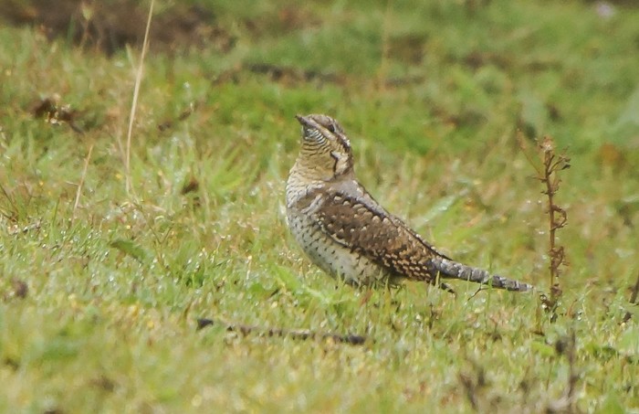 Wryneck